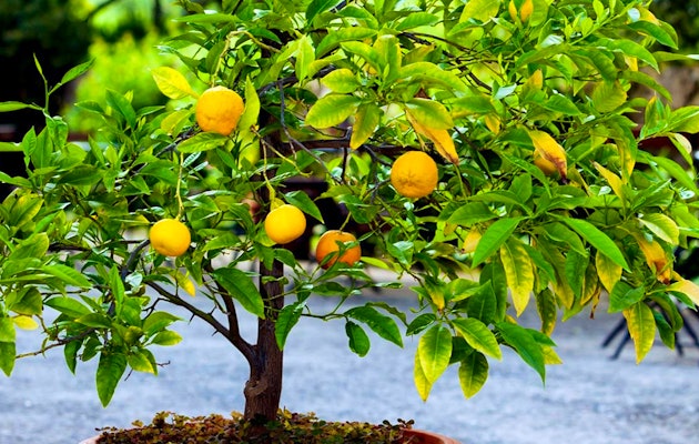 Set van 4 mediterrane fruitbomen hoogte ↕ 25 - 40 cm!